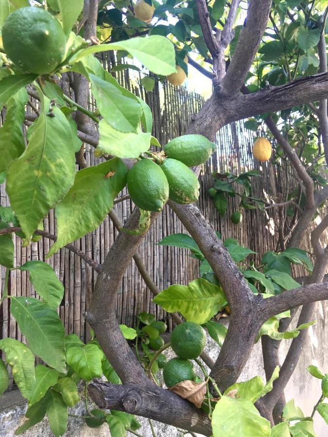 Dans Une Maison, Appartement Independant Et Jardin Perpignan Eksteriør bilde
